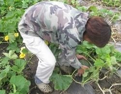 乾燥野菜ベンリ ベジ かぼちゃ 無添加