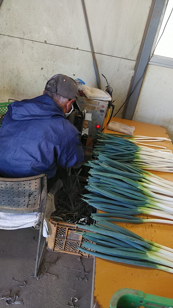 乾燥野菜 ”白ねぎ” 徳用タイプ 無添加