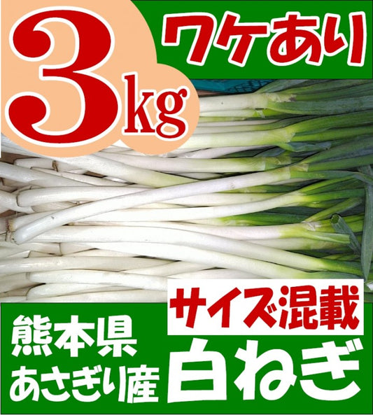 訳あり 白ねぎ 　計3kg 予約販売 サイズ混載 常温便