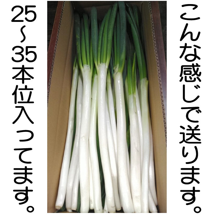 訳あり 白ねぎ 　計3kg 予約販売 サイズ混載 常温便