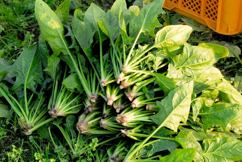 乾燥野菜ベンリ ベジ　”ほうれん草”　無添加