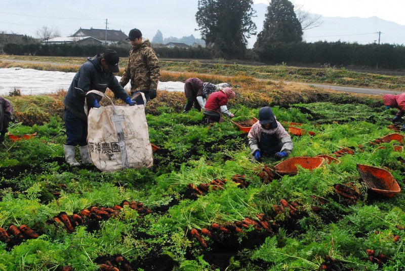 乾燥野菜ベンリ ベジ　”人参”　無添加
