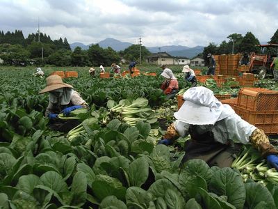 乾燥野菜ベンリ ベジ　”小松菜”　無添加 (メール便200円）