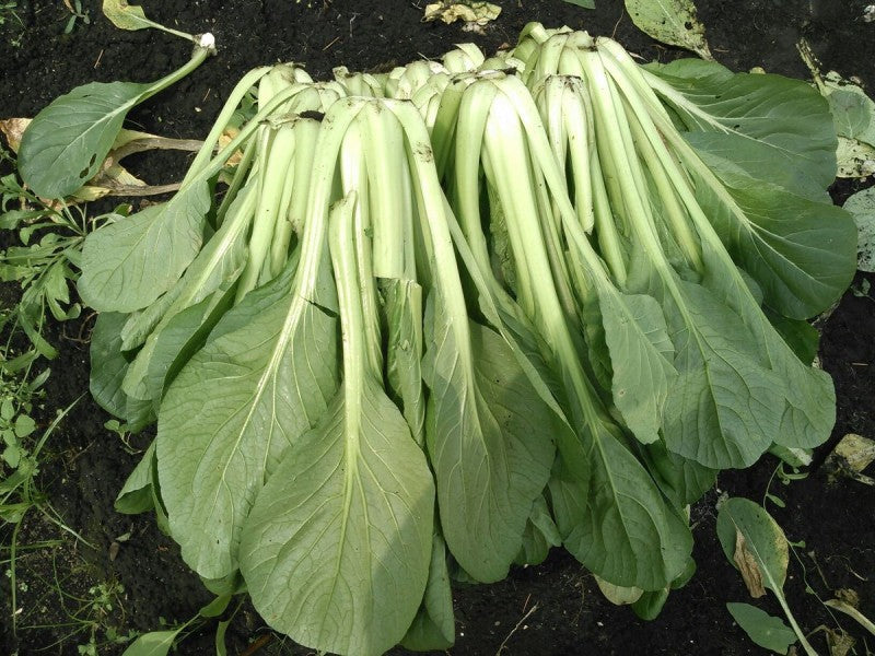 乾燥野菜ベンリ ベジ　”小松菜”　無添加 (メール便200円）