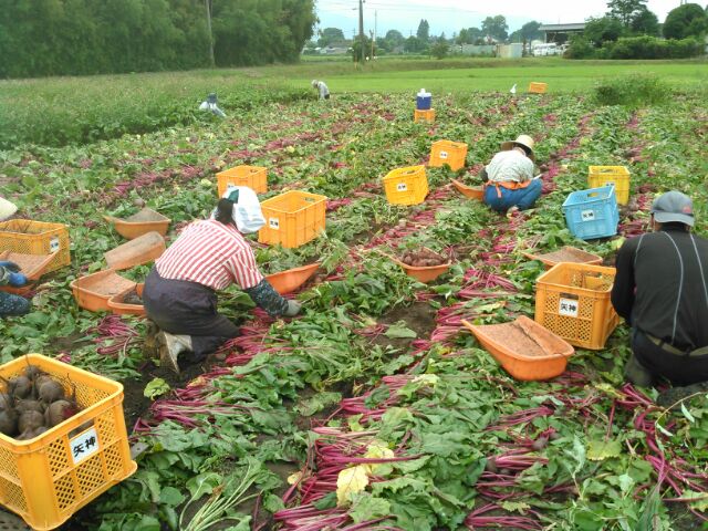 乾燥野菜ベンリ ベジ　”ビーツ”　無添加