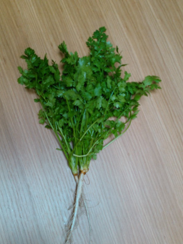 パクチー（コリアンダー）　生野菜　農家直送