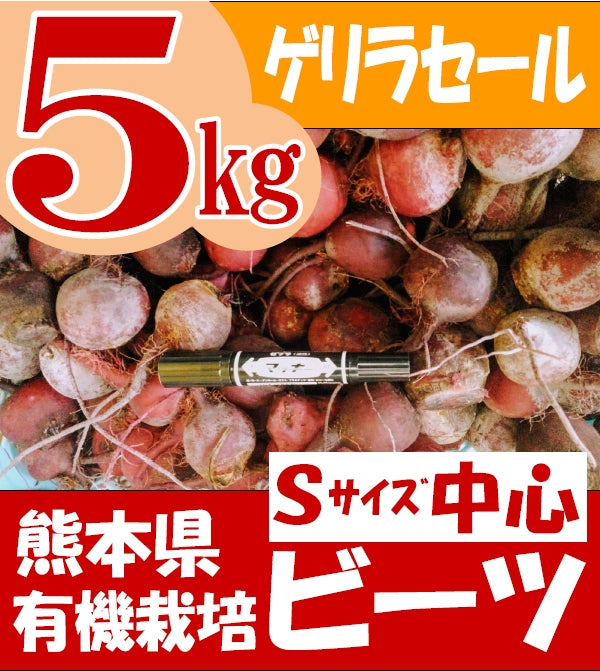 【ゲリラセール・ワケあり】　熊本県産ビーツ（Sサイズ中心）在庫限り