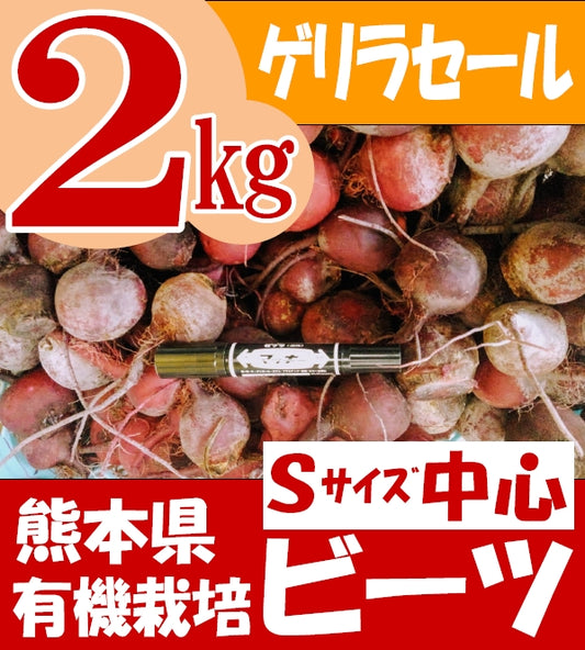 【ゲリラセール・ワケあり】　熊本県産ビーツ（Sサイズ中心）在庫限り