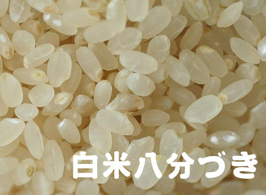 白米【新米予約　10月10日頃初出荷】熊本県あさぎり町産　「くまさんの輝き」　白米（令和7年産）