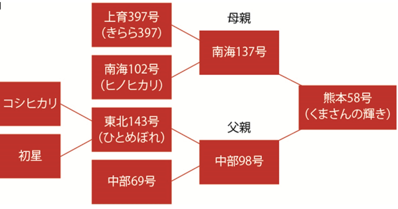 白米【新米予約　10月10日頃初出荷】熊本県あさぎり町産　「くまさんの輝き」　白米（令和7年産）