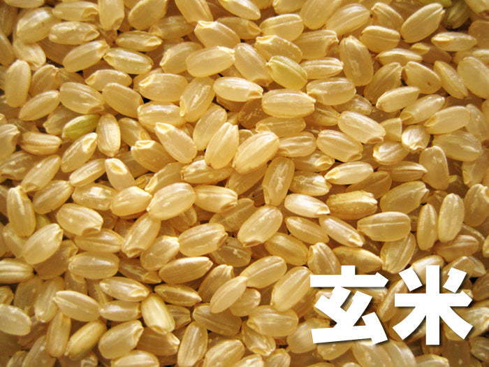 玄米【新米予約　10月10日頃初出荷】熊本県あさぎり町産　「くまさんの輝き」　玄米（令和7年産）