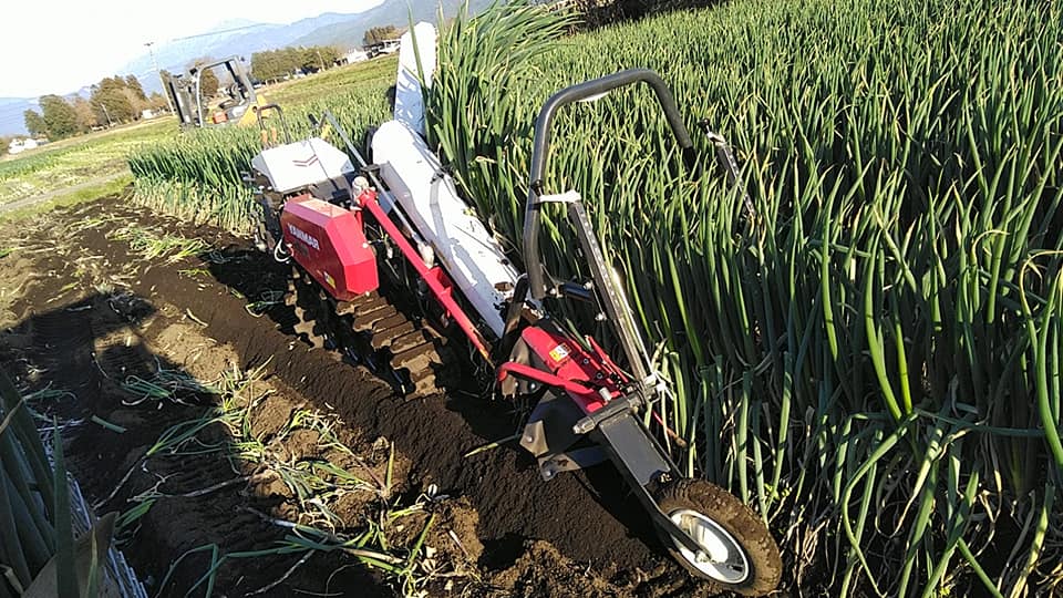 乾燥野菜　”白ねぎ”　徳用タイプ　無添加