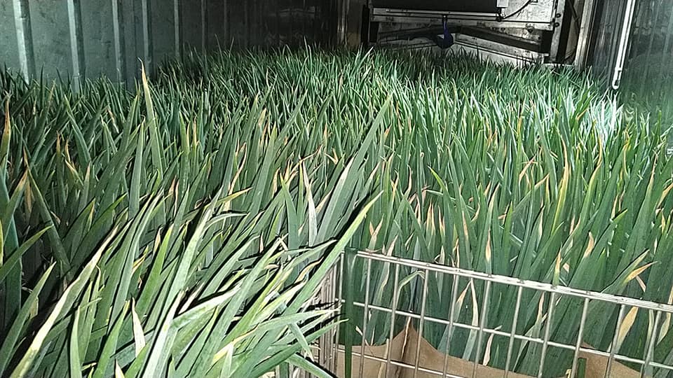 乾燥野菜　”白ねぎ”　徳用タイプ　無添加