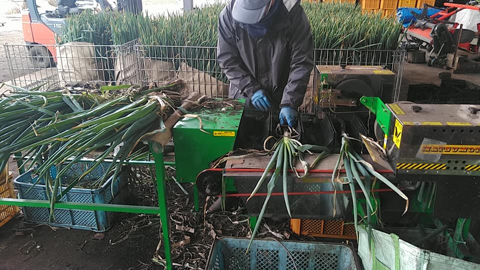 乾燥野菜　”白ねぎ”　徳用タイプ　無添加
