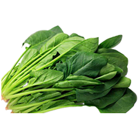 生野菜（季節限定） アイコン