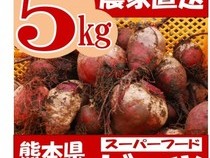 熊本県あさぎり町産　ビーツ　5kg　有機　野菜　栄養　予約販売